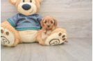 Energetic Cavoodle Poodle Mix Puppy