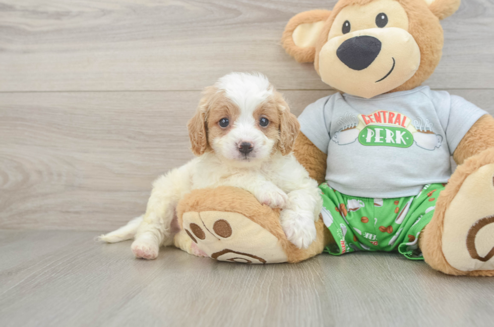 7 week old Cavapoo Puppy For Sale - Lone Star Pups