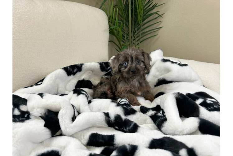 Cavapoo Puppy for Adoption