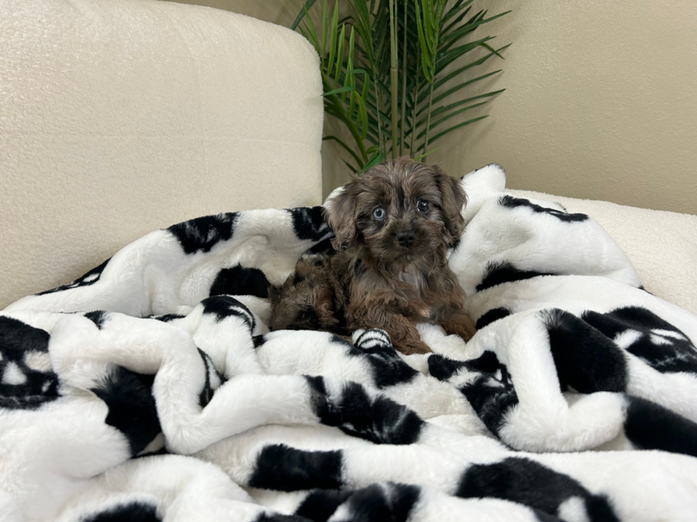 Cavapoo Puppy for Adoption