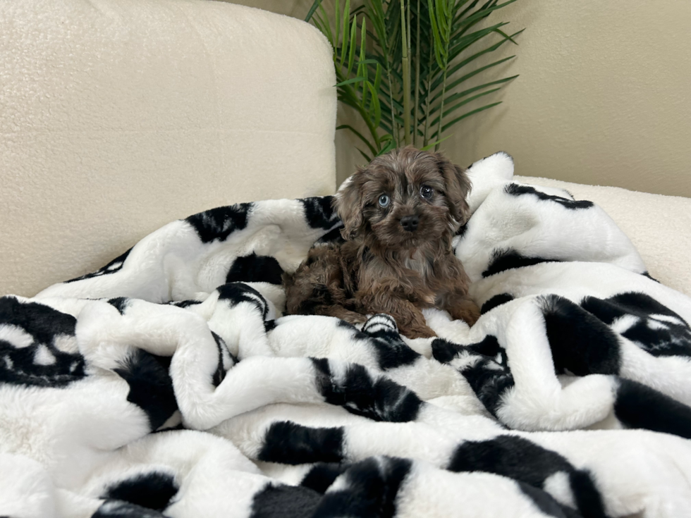 Cavapoo Puppy for Adoption