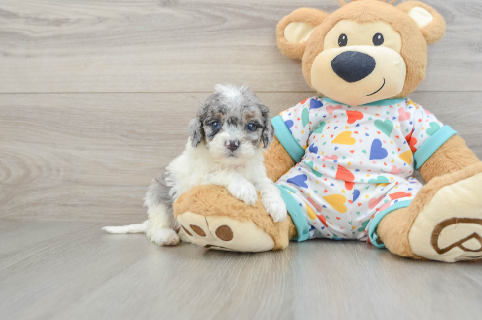 6 week old Cavapoo Puppy For Sale - Lone Star Pups