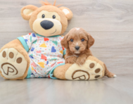 8 week old Cavapoo Puppy For Sale - Lone Star Pups