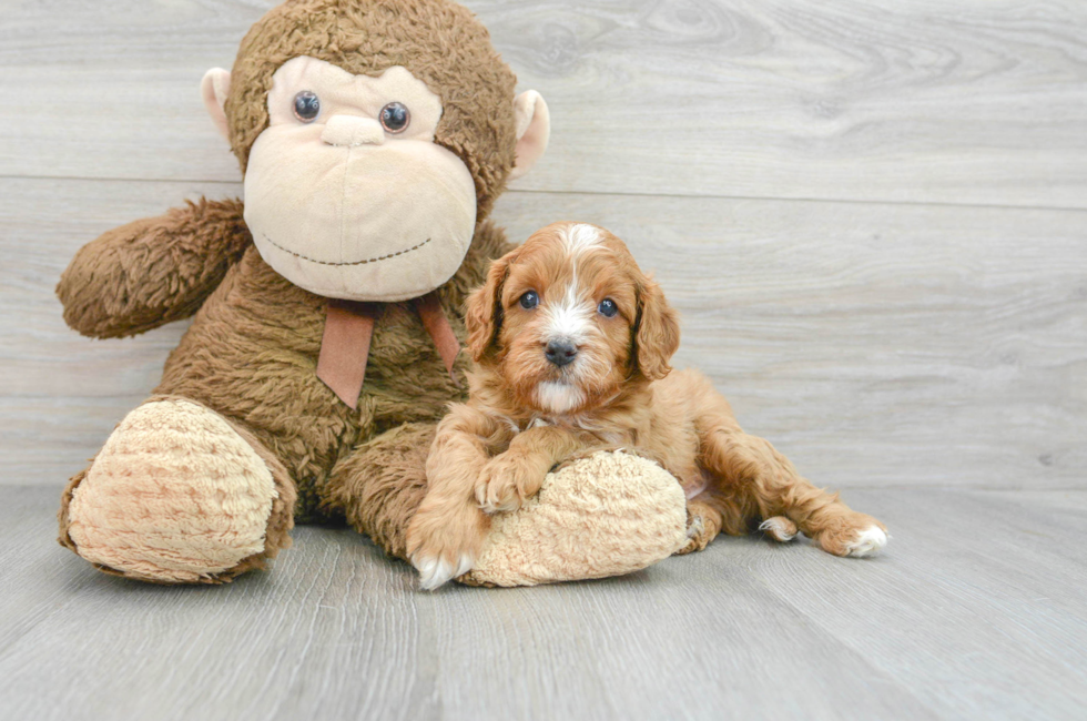 6 week old Cavapoo Puppy For Sale - Lone Star Pups