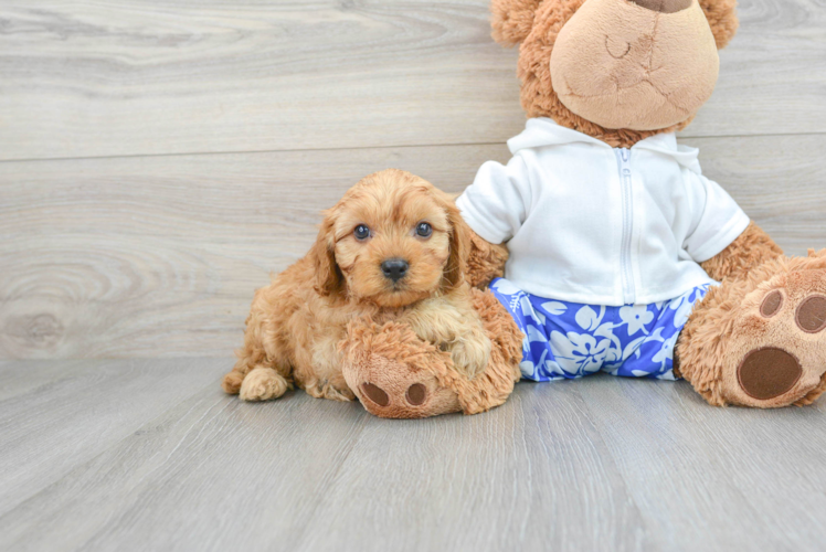 Smart Cavapoo Poodle Mix Pup