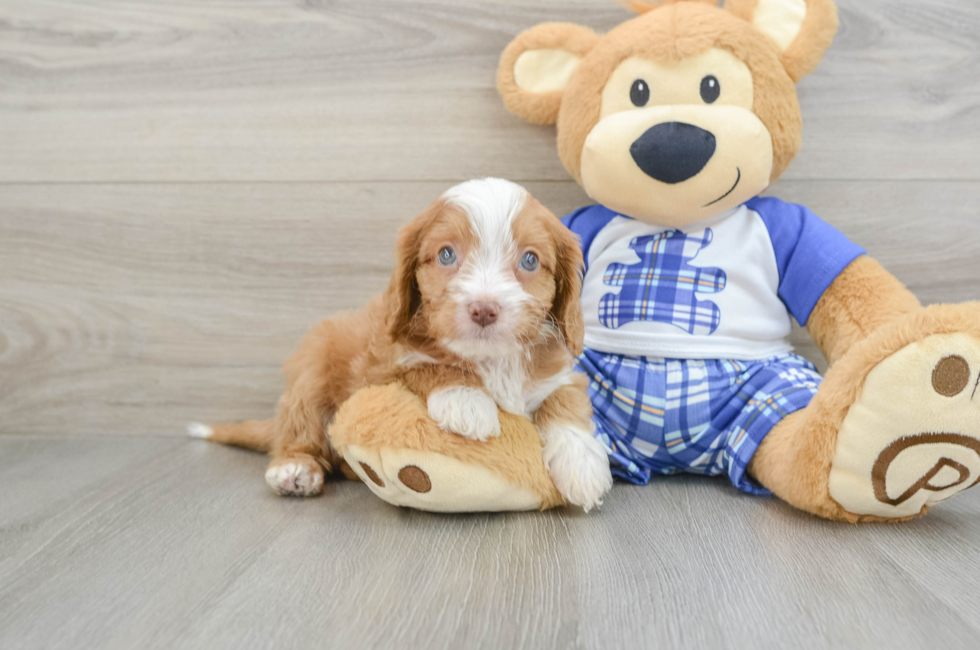 6 week old Cavapoo Puppy For Sale - Lone Star Pups