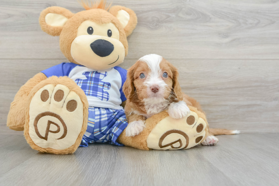 Small Cavapoo Baby