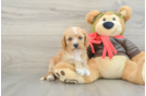 Cavapoo Pup Being Cute
