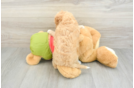 Sweet Cavapoo Baby