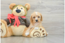 Petite Cavapoo Poodle Mix Pup