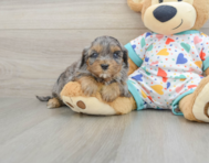 8 week old Cavapoo Puppy For Sale - Lone Star Pups