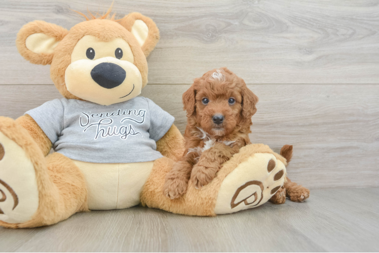 Cavapoo Puppy for Adoption