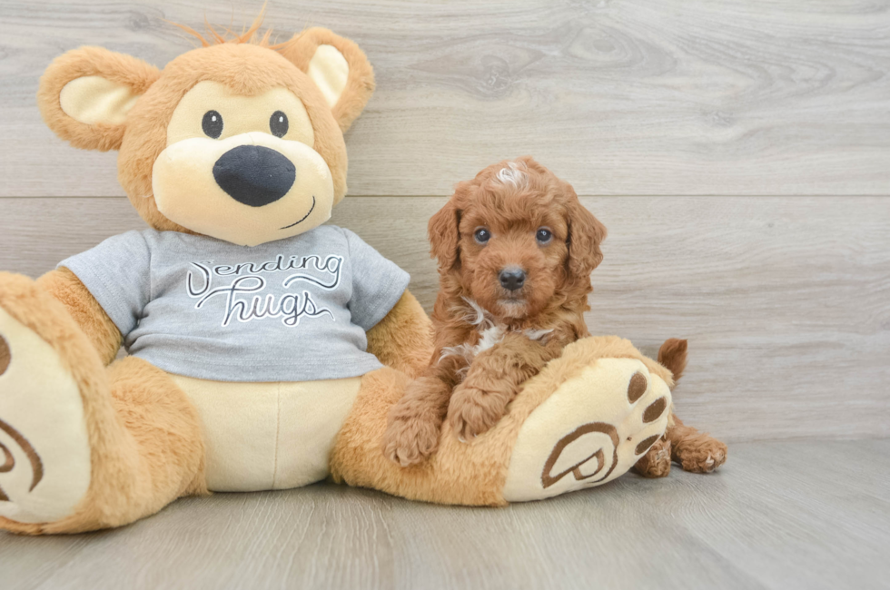 5 week old Cavapoo Puppy For Sale - Lone Star Pups