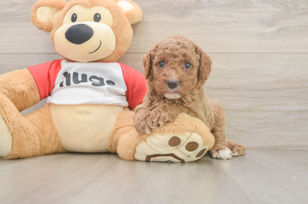 5 week old Cavapoo Puppy For Sale - Lone Star Pups