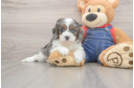 Best Cavapoo Baby