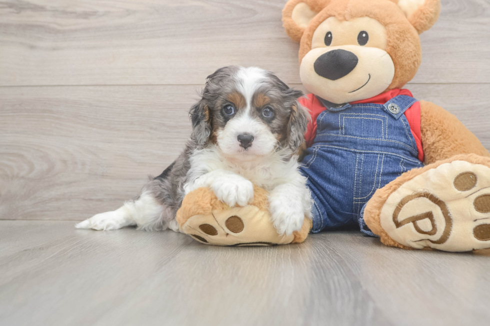 Best Cavapoo Baby