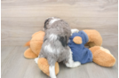 Funny Cavapoo Poodle Mix Pup