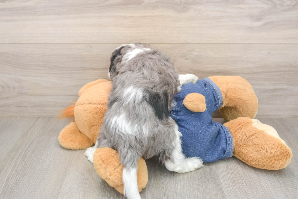 Funny Cavapoo Poodle Mix Pup
