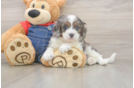 Cavapoo Pup Being Cute
