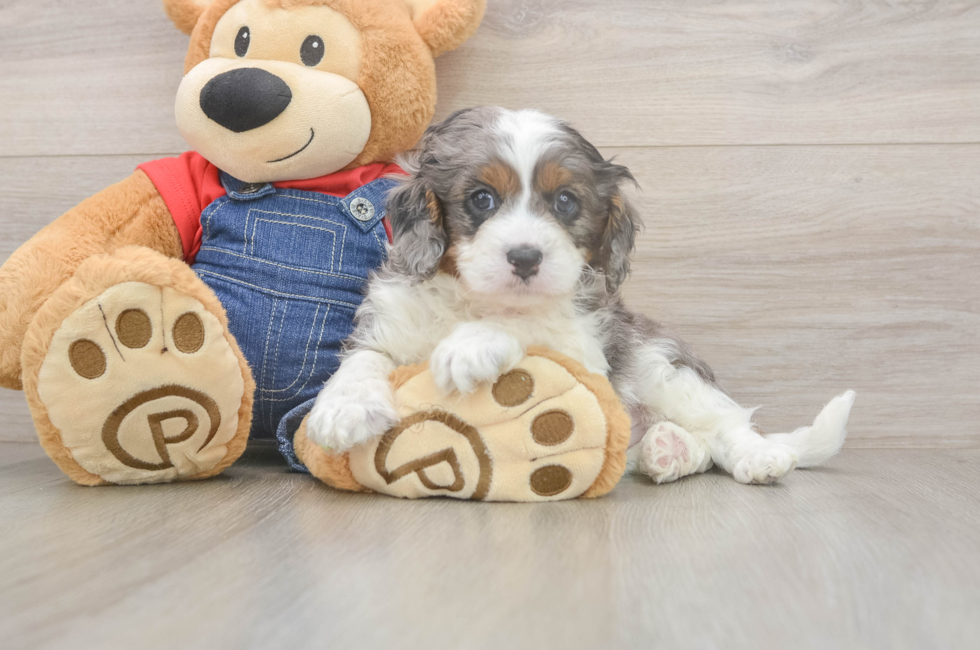 5 week old Cavapoo Puppy For Sale - Lone Star Pups