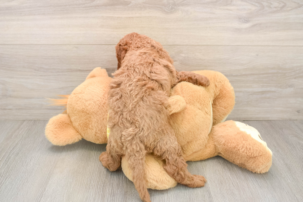 Cavapoo Puppy for Adoption