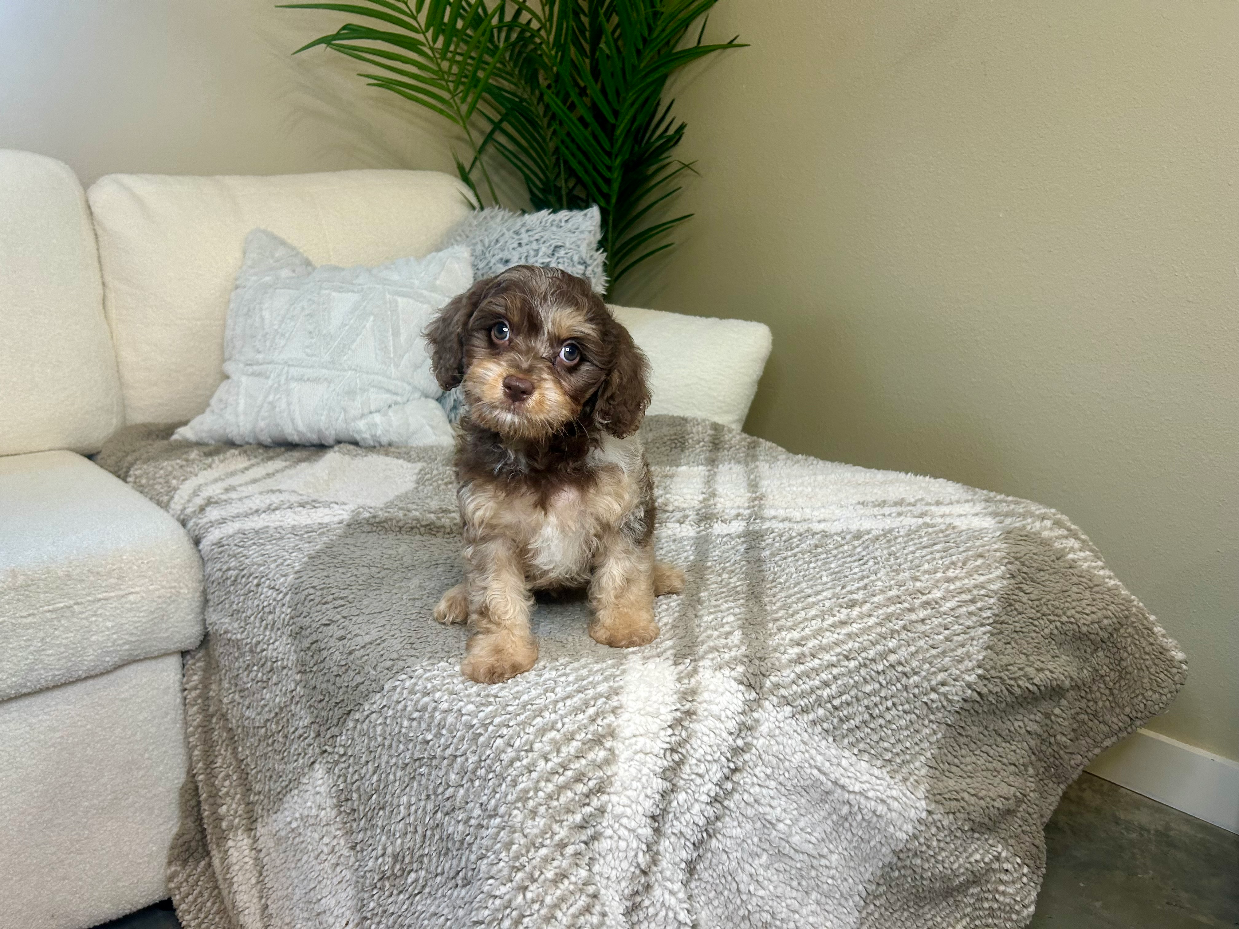 Cavapoo Puppy for Adoption