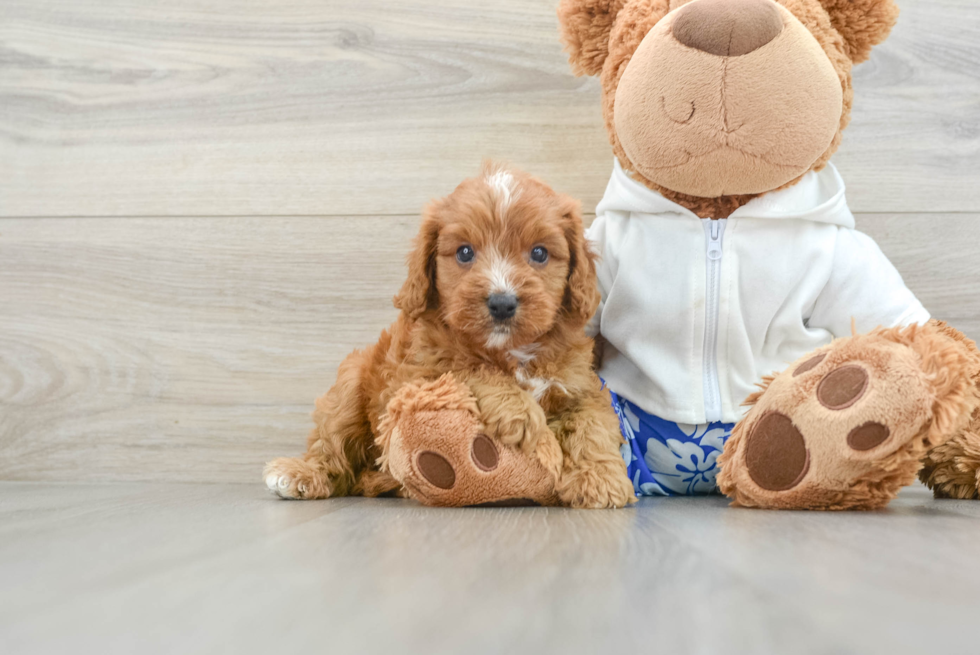 Small Cavapoo Baby