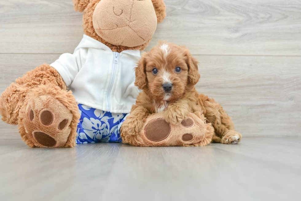 Adorable Cavalier King Charles Spaniel and Poodle Mix Poodle Mix Puppy