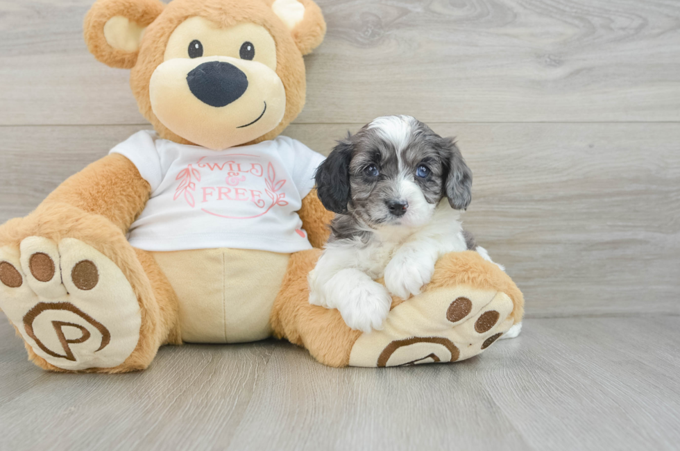 5 week old Cavapoo Puppy For Sale - Lone Star Pups