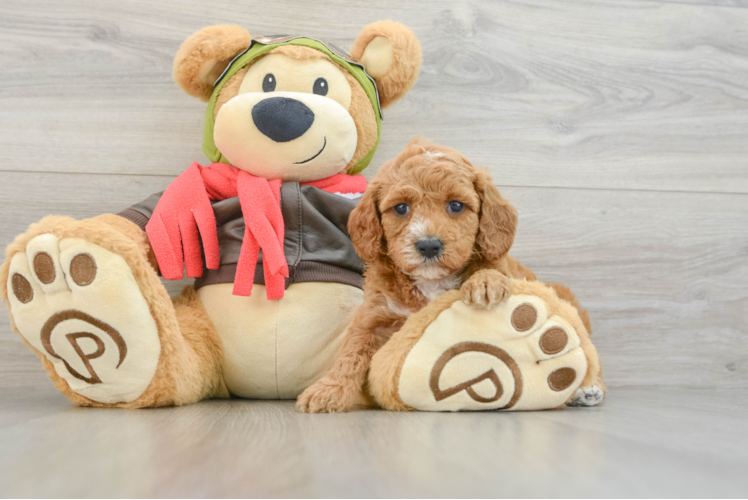 Friendly Cavapoo Baby