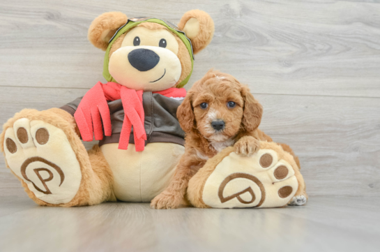 Friendly Cavapoo Baby