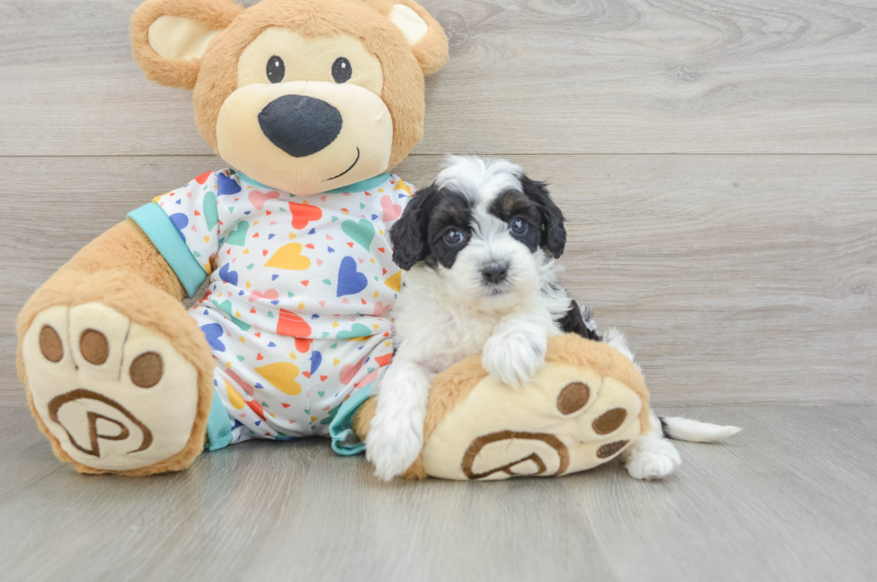 7 week old Cavapoo Puppy For Sale - Lone Star Pups