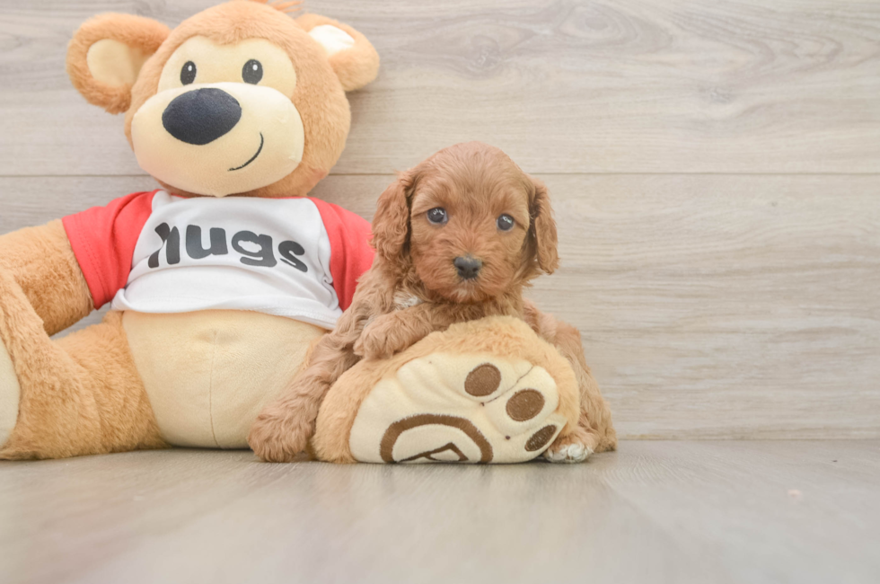 5 week old Cavapoo Puppy For Sale - Lone Star Pups