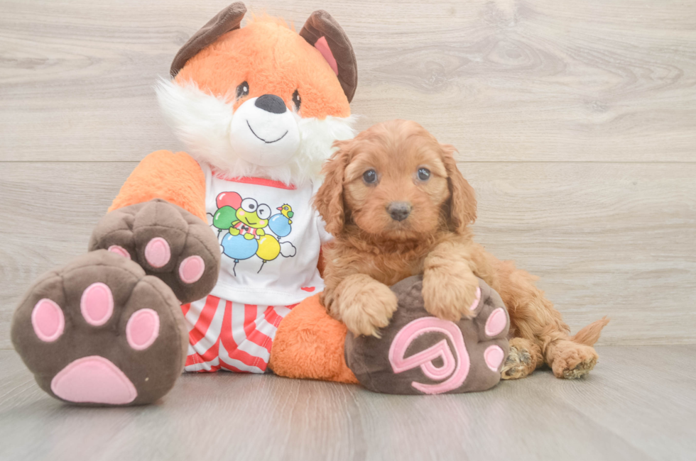 6 week old Cavapoo Puppy For Sale - Lone Star Pups