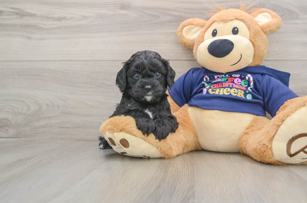 5 week old Cavapoo Puppy For Sale - Lone Star Pups