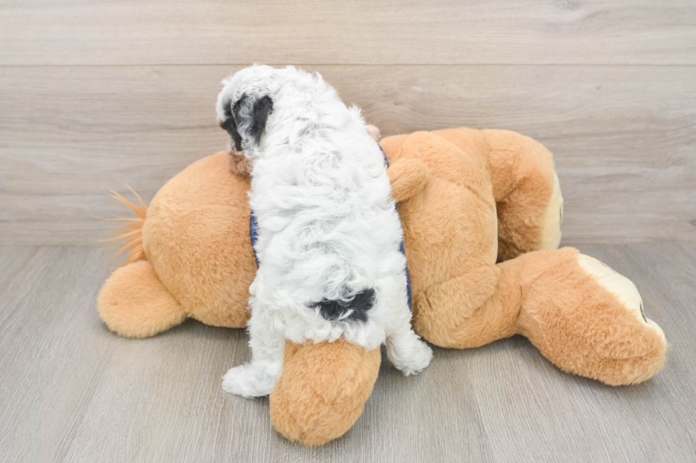 Cavapoo Pup Being Cute