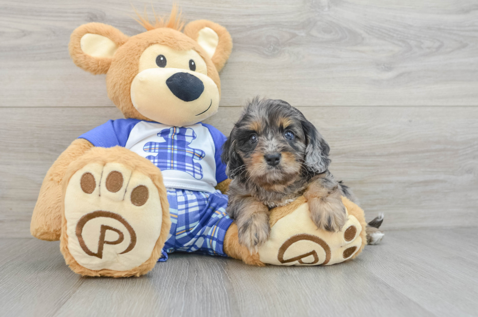 6 week old Cavapoo Puppy For Sale - Lone Star Pups