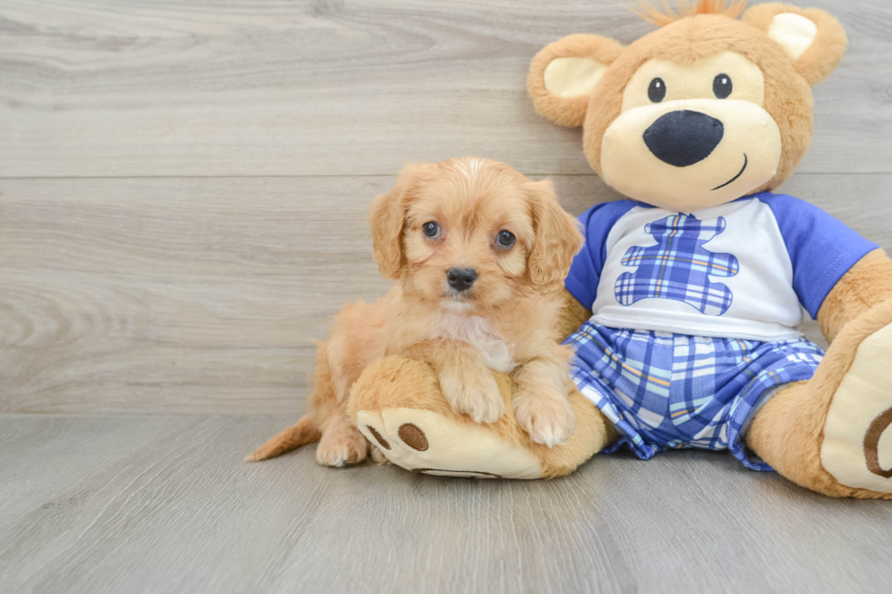 Cavapoo Puppy for Adoption