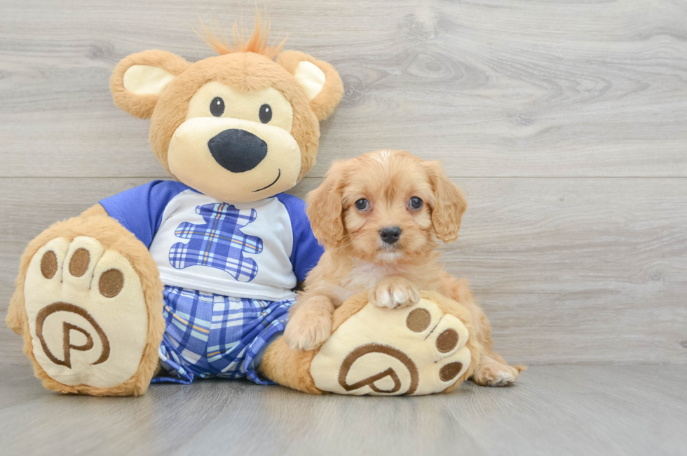 6 week old Cavapoo Puppy For Sale - Lone Star Pups