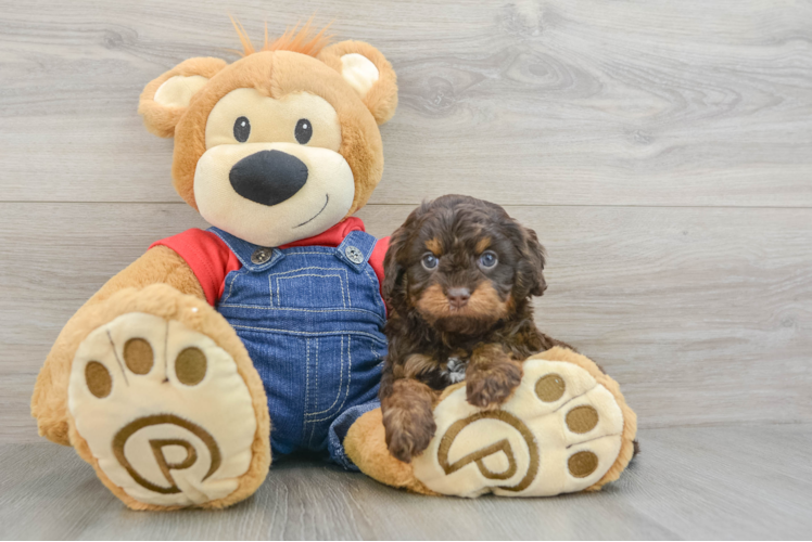 Fluffy Cavapoo Poodle Mix Pup