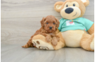 Hypoallergenic Cavadoodle Poodle Mix Puppy