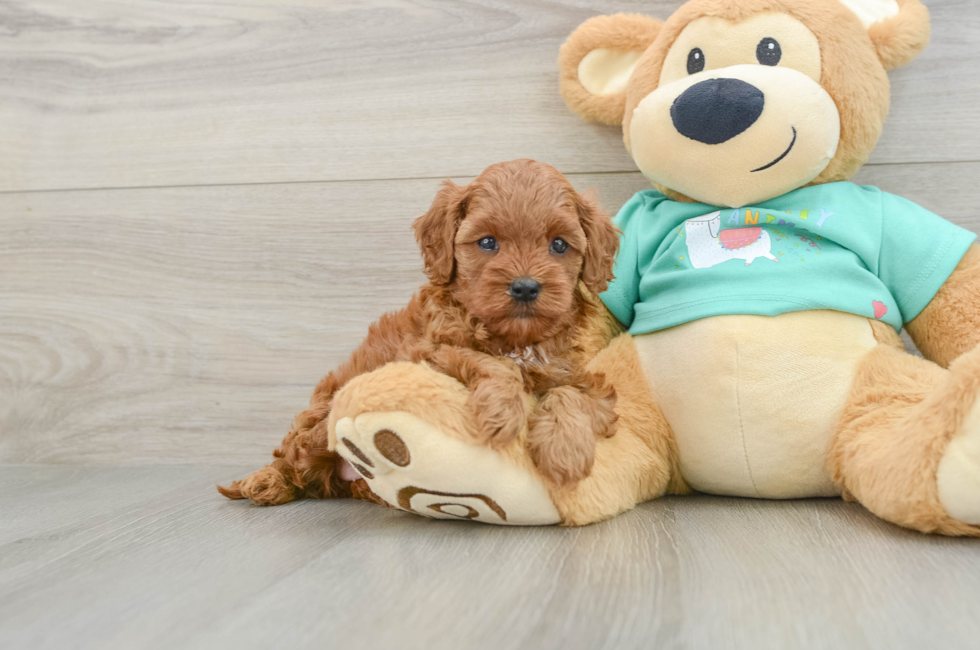 6 week old Cavapoo Puppy For Sale - Lone Star Pups