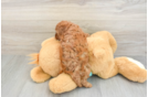 Fluffy Cavapoo Poodle Mix Pup
