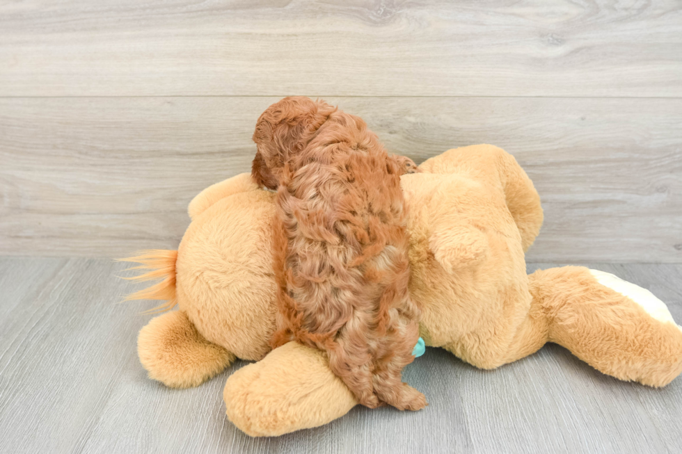 Fluffy Cavapoo Poodle Mix Pup