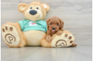 Energetic Cavoodle Poodle Mix Puppy