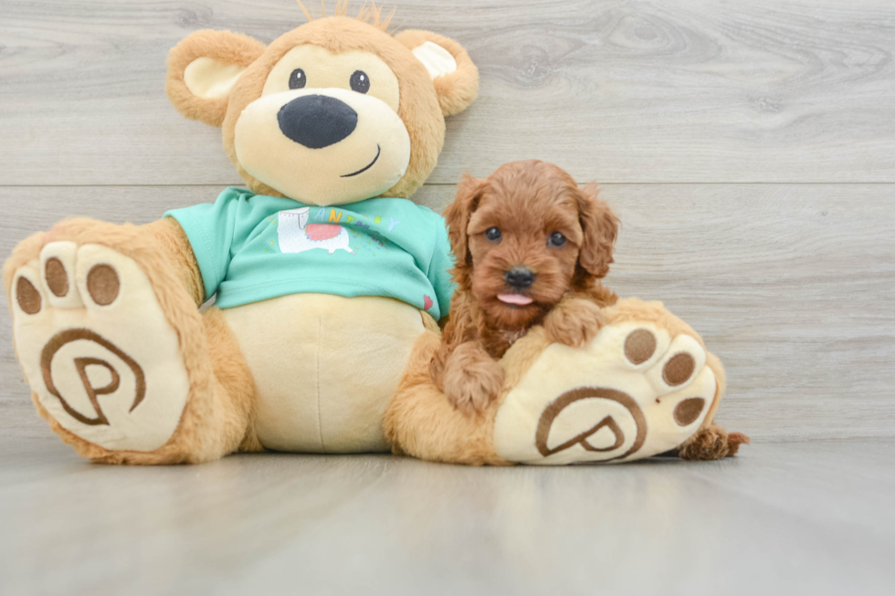 Energetic Cavoodle Poodle Mix Puppy