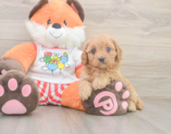 9 week old Cavapoo Puppy For Sale - Lone Star Pups