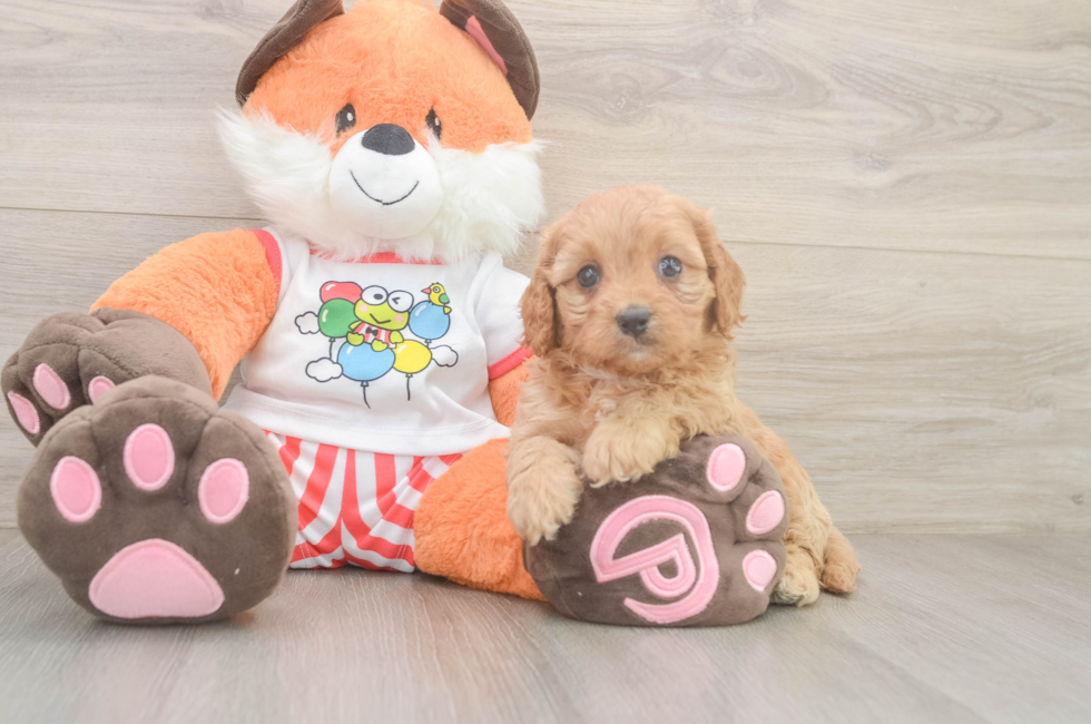 6 week old Cavapoo Puppy For Sale - Lone Star Pups