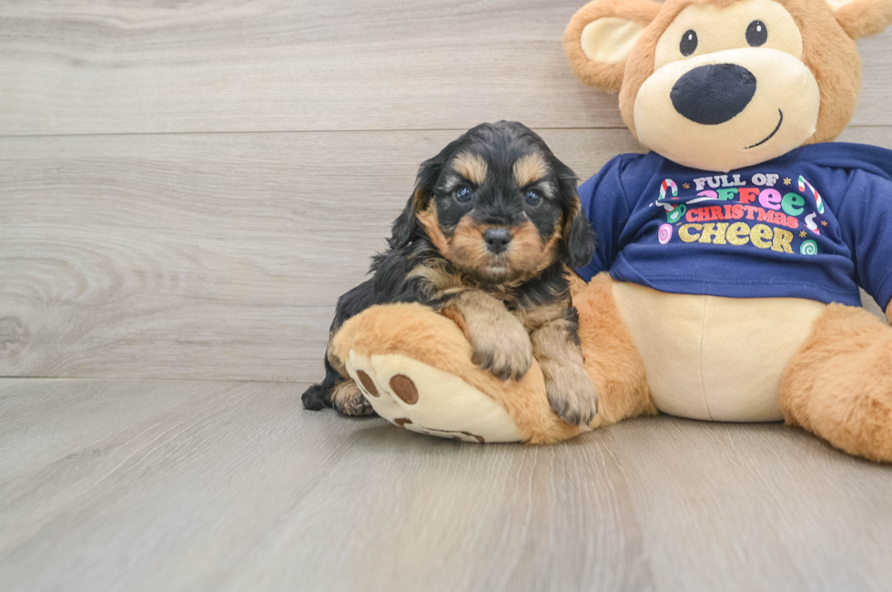 5 week old Cavapoo Puppy For Sale - Lone Star Pups