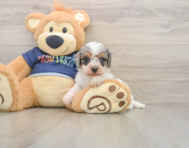 7 week old Cavapoo Puppy For Sale - Lone Star Pups